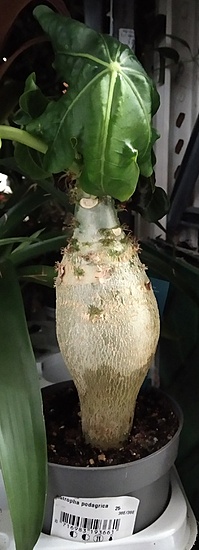 Нажмите на изображение для увеличения.

Название:	Jatropha podagrica.jpg
Просмотров:	1214
Размер:	82.0 Кб
ID:	519189
