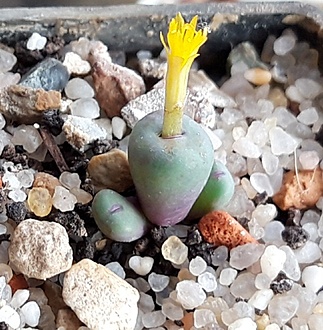 Нажмите на изображение для увеличения.  Название:	conophytum pageae.jpg Просмотров:	0 Размер:	143.7 Кб ID:	519467