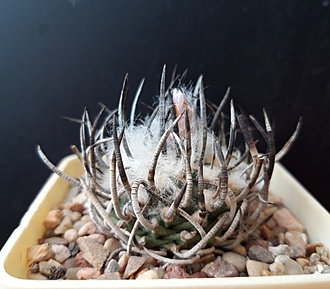 Нажмите на изображение для увеличения.

Название:	Turbinicarpus schmiedickeanus SB755.jpg
Просмотров:	1108
Размер:	171.2 Кб
ID:	519799