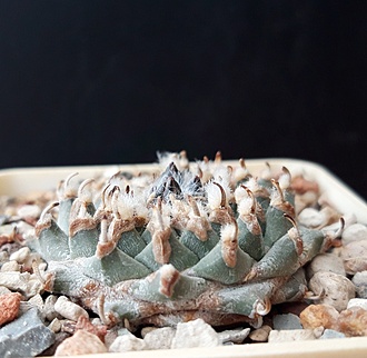 Нажмите на изображение для увеличения.

Название:	Turbinicarpus panarotto RH151.jpg
Просмотров:	1101
Размер:	198.3 Кб
ID:	519800