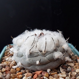 Нажмите на изображение для увеличения.

Название:	Turbinicarpus jauernigii PP190.jpg
Просмотров:	1102
Размер:	213.6 Кб
ID:	519802