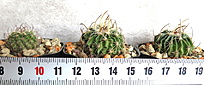 Нажмите на изображение для увеличения.

Название:	Efc. obvallatus N85.131.jpg
Просмотров:	956
Размер:	133.5 Кб
ID:	520461