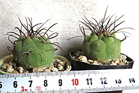 Нажмите на изображение для увеличения.

Название:	Matucana madisoniorum L106.jpg
Просмотров:	938
Размер:	202.2 Кб
ID:	520464