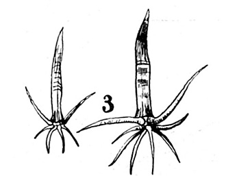 Нажмите на изображение для увеличения.

Название:	phyllacanthus .jpg
Просмотров:	475
Размер:	20.5 Кб
ID:	520571