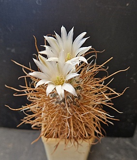 Нажмите на изображение для увеличения.

Название:	Sclerocactus papyracanthus SB172.jpg
Просмотров:	682
Размер:	178.3 Кб
ID:	520823