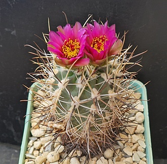 Нажмите на изображение для увеличения.

Название:	sclerocactus glaucus SB1011.jpg
Просмотров:	681
Размер:	234.8 Кб
ID:	520824
