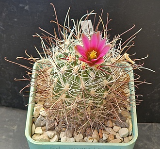 Нажмите на изображение для увеличения.

Название:	sclerocactus nyensis RP137.jpg
Просмотров:	648
Размер:	251.4 Кб
ID:	520825