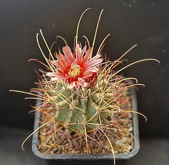 Нажмите на изображение для увеличения.

Название:	glandulicactus uncinatus v.wrightii.jpg
Просмотров:	680
Размер:	184.8 Кб
ID:	520826