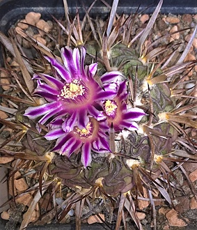 Нажмите на изображение для увеличения.

Название:	echinofossulocactus sp.jpg
Просмотров:	662
Размер:	292.0 Кб
ID:	520836