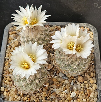 Нажмите на изображение для увеличения.

Название:	strombocactus jarmilae vm207.jpg
Просмотров:	665
Размер:	263.6 Кб
ID:	520842