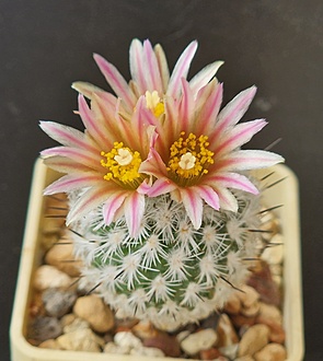 Нажмите на изображение для увеличения.

Название:	Gymnocactus (Turbinicarpus)subterraneus v. zaragosae MZ.jpg
Просмотров:	642
Размер:	168.4 Кб
ID:	520844
