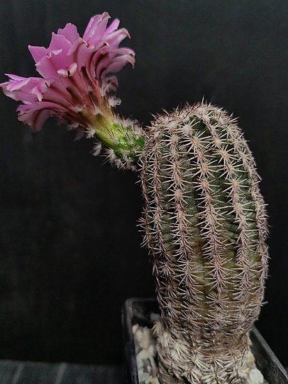 Нажмите на изображение для увеличения.

Название:	Echinocereus laui 1.002.jpg
Просмотров:	440
Размер:	186.0 Кб
ID:	521134