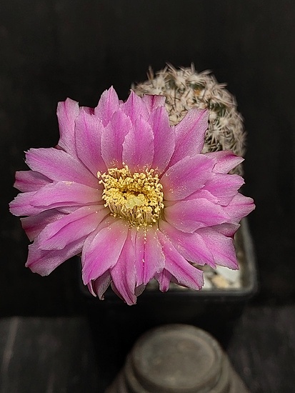 Нажмите на изображение для увеличения.

Название:	Echinocereus laui 1.004.jpg
Просмотров:	433
Размер:	144.6 Кб
ID:	521135