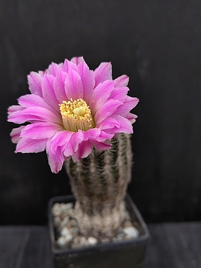 Нажмите на изображение для увеличения.

Название:	Echinocereus laui 1.003.jpg
Просмотров:	434
Размер:	109.9 Кб
ID:	521136