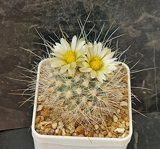 Нажмите на изображение для увеличения.

Название:	Pediocactus paradinei SB502.jpg
Просмотров:	418
Размер:	262.1 Кб
ID:	521150