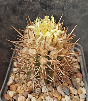 Нажмите на изображение для увеличения.

Название:	Copiapoa calderana var. spinosior.jpg
Просмотров:	419
Размер:	232.7 Кб
ID:	521151