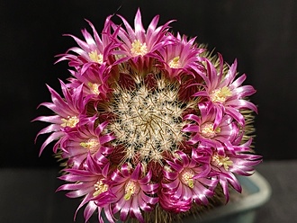 Нажмите на изображение для увеличения.

Название:	Mammillaria coronaria 1.009.jpg
Просмотров:	846
Размер:	205.4 Кб
ID:	521517