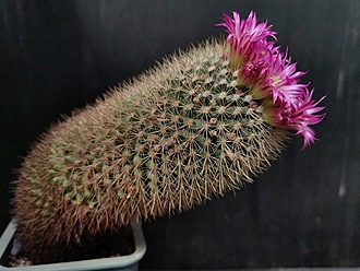 Нажмите на изображение для увеличения.

Название:	Mammillaria coronaria 1.008.jpg
Просмотров:	841
Размер:	220.7 Кб
ID:	521518