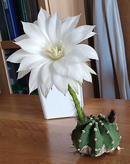 Нажмите на изображение для увеличения.

Название:	Echinopsis denudatum2.jpg
Просмотров:	464
Размер:	145.8 Кб
ID:	521533