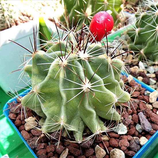 Нажмите на изображение для увеличения.

Название:	_Hamatocactus setispinus.jpg
Просмотров:	269
Размер:	324.8 Кб
ID:	521577