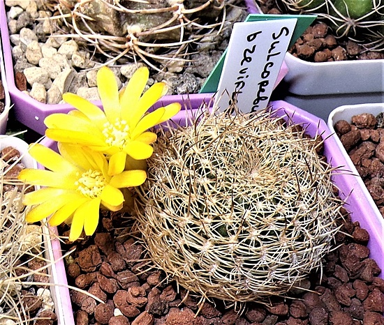 Нажмите на изображение для увеличения.  Название:	Sulcorebutia Breviflora (12).jpg Просмотров:	0 Размер:	338.1 Кб ID:	521663