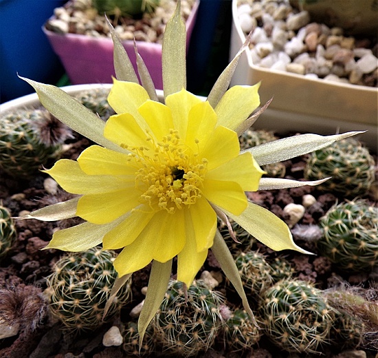 Нажмите на изображение для увеличения.

Название:	_Lobivia arachnacantha (9).jpg
Просмотров:	355
Размер:	245.7 Кб
ID:	521664