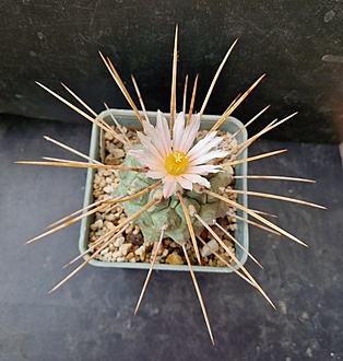 Нажмите на изображение для увеличения.

Название:	Thelocactus multicephalus f.nova RUS 472.jpg
Просмотров:	473
Размер:	200.4 Кб
ID:	521714