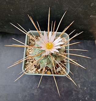 Нажмите на изображение для увеличения.

Название:	Thelocactus multicephalus f.nova RUS 472.jpg
Просмотров:	425
Размер:	200.4 Кб
ID:	521714