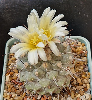 Нажмите на изображение для увеличения.

Название:	strombocactus corregidorae.jpg
Просмотров:	393
Размер:	222.0 Кб
ID:	521757