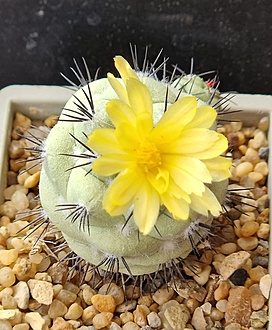 Нажмите на изображение для увеличения.

Название:	ortegocactus macdougallii.jpg
Просмотров:	388
Размер:	212.5 Кб
ID:	521759