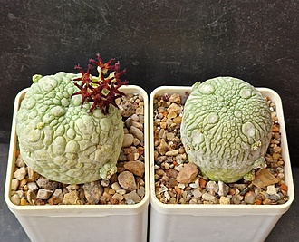 Нажмите на изображение для увеличения.

Название:	pseudolithos eylensis.jpg
Просмотров:	731
Размер:	233.6 Кб
ID:	521762