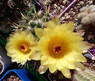Нажмите на изображение для увеличения.

Название:	Notocactus submammulosus_ (2).jpg
Просмотров:	395
Размер:	241.7 Кб
ID:	521764