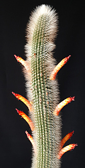 Нажмите на изображение для увеличения.

Название:	Cleistocactus wendlandiorum 2023.jpg
Просмотров:	365
Размер:	162.8 Кб
ID:	521785