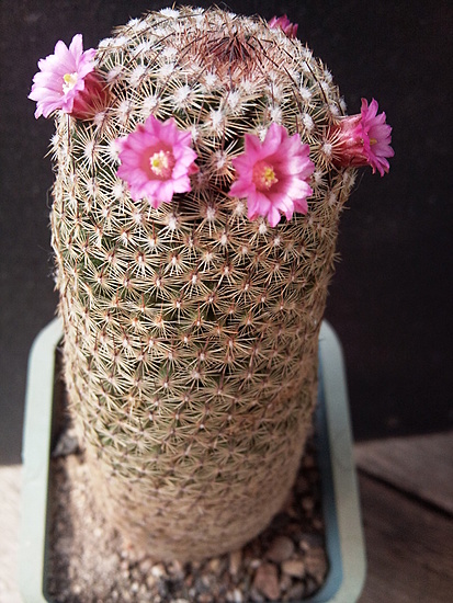 Нажмите на изображение для увеличения.

Название:	Mammillaria matudae 1.002.jpg
Просмотров:	630
Размер:	232.0 Кб
ID:	521954