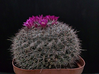 Нажмите на изображение для увеличения.

Название:	Mammillaria woodsi 1.005.jpg
Просмотров:	579
Размер:	207.3 Кб
ID:	521969