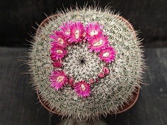 Нажмите на изображение для увеличения.

Название:	Mammillaria woodsi 1.006.jpg
Просмотров:	581
Размер:	227.3 Кб
ID:	521970