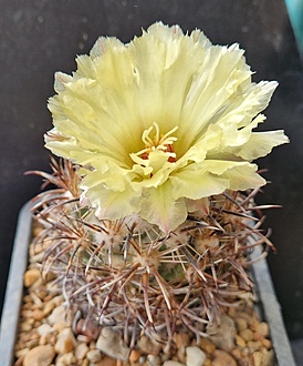 Нажмите на изображение для увеличения.

Название:	Coryphantha kracikii  KKR167.jpg
Просмотров:	360
Размер:	191.5 Кб
ID:	521980