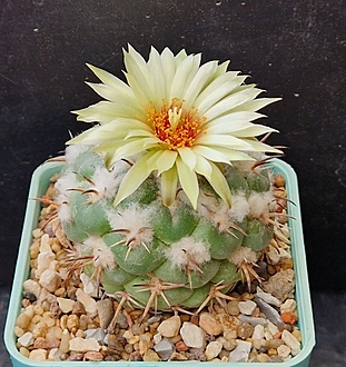 Нажмите на изображение для увеличения.

Название:	Coryphantha sulcolanata GK289.jpg
Просмотров:	349
Размер:	239.7 Кб
ID:	521981