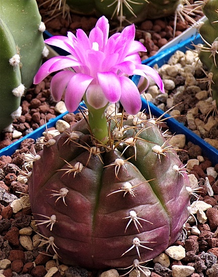 Нажмите на изображение для увеличения.

Название:	Gymnocalycium anisitsii ( вероятно damsii v. evae).jpg
Просмотров:	289
Размер:	243.7 Кб
ID:	522055