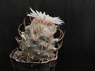 Нажмите на изображение для увеличения.

Название:	Turbinicarpus macrochele MZ 577.2 004.jpg
Просмотров:	706
Размер:	150.0 Кб
ID:	522135