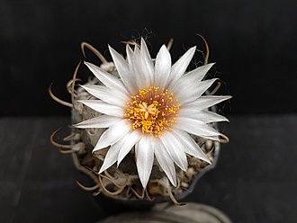 Нажмите на изображение для увеличения.

Название:	Turbinicarpus macrochele MZ 577.2 005.jpg
Просмотров:	696
Размер:	130.2 Кб
ID:	522137