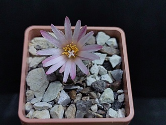 Нажмите на изображение для увеличения.

Название:	Turbinicarpus schwarzii v.rubriflora 2.003.jpg
Просмотров:	696
Размер:	147.7 Кб
ID:	522138