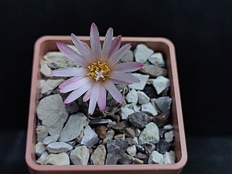 Нажмите на изображение для увеличения.

Название:	Turbinicarpus schwarzii v.rubriflora 2.003.jpg
Просмотров:	668
Размер:	147.7 Кб
ID:	522138