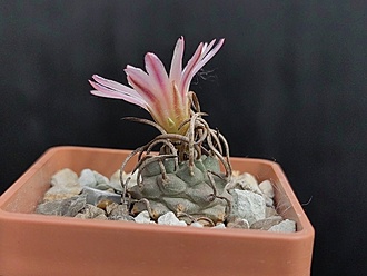 Нажмите на изображение для увеличения.

Название:	Turbinicarpus schwarzii v.rubriflora 2.002.jpg
Просмотров:	691
Размер:	144.9 Кб
ID:	522136