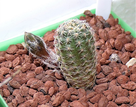 Нажмите на изображение для увеличения.

Название:	Rebutia pygmaea RH1090 (3).jpg
Просмотров:	793
Размер:	259.3 Кб
ID:	522199