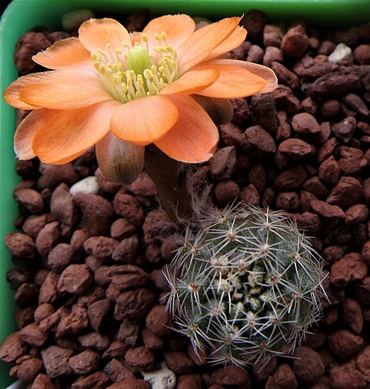 Нажмите на изображение для увеличения.

Название:	Rebutia pygmaea RH1090 _.jpg
Просмотров:	674
Размер:	227.9 Кб
ID:	522203