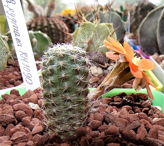 Нажмите на изображение для увеличения.

Название:	Rebutia pygmaea RH1090_).jpg
Просмотров:	634
Размер:	285.0 Кб
ID:	522204