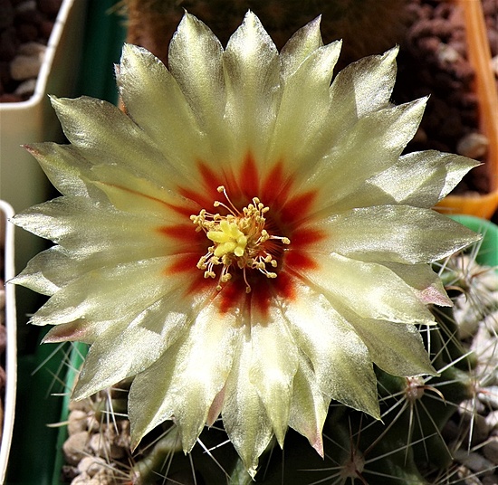 Нажмите на изображение для увеличения.

Название:	_Hamatocactus setispinus (1).jpg
Просмотров:	462
Размер:	281.4 Кб
ID:	522263