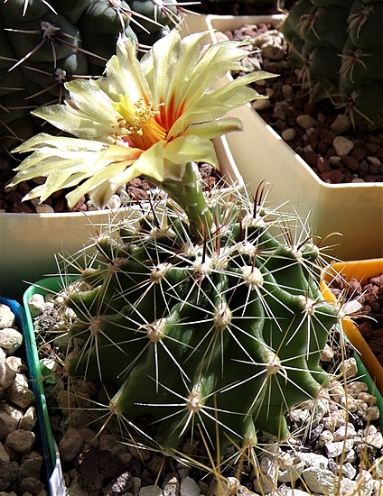 Нажмите на изображение для увеличения.

Название:	_Hamatocactus setispinus (7).jpg
Просмотров:	460
Размер:	267.4 Кб
ID:	522264