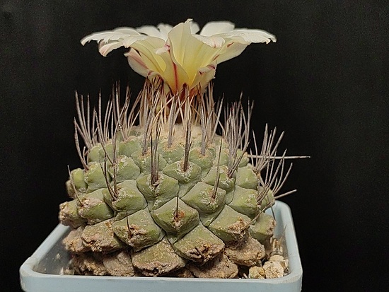 Нажмите на изображение для увеличения.

Название:	Strombocactus disciformis 4.005.jpg
Просмотров:	1398
Размер:	179.9 Кб
ID:	522363